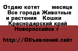 Отдаю котят. 1,5 месяца - Все города Животные и растения » Кошки   . Краснодарский край,Новороссийск г.